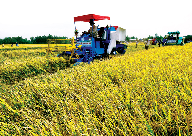 Các giống lúa lai thơm mới cho năng suất cao, chất lượng tốt phục vụ nhu cầu xuất khẩu.