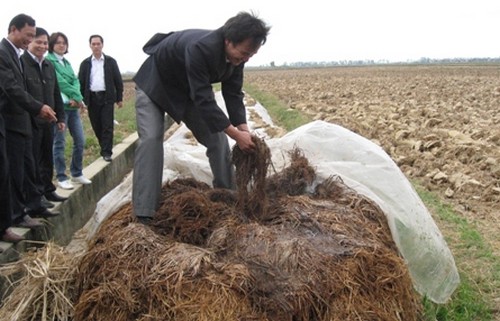 Phân bón từ rơm rạ vừa giúp tăng năng suất lúa lại bảo vệ môi trường