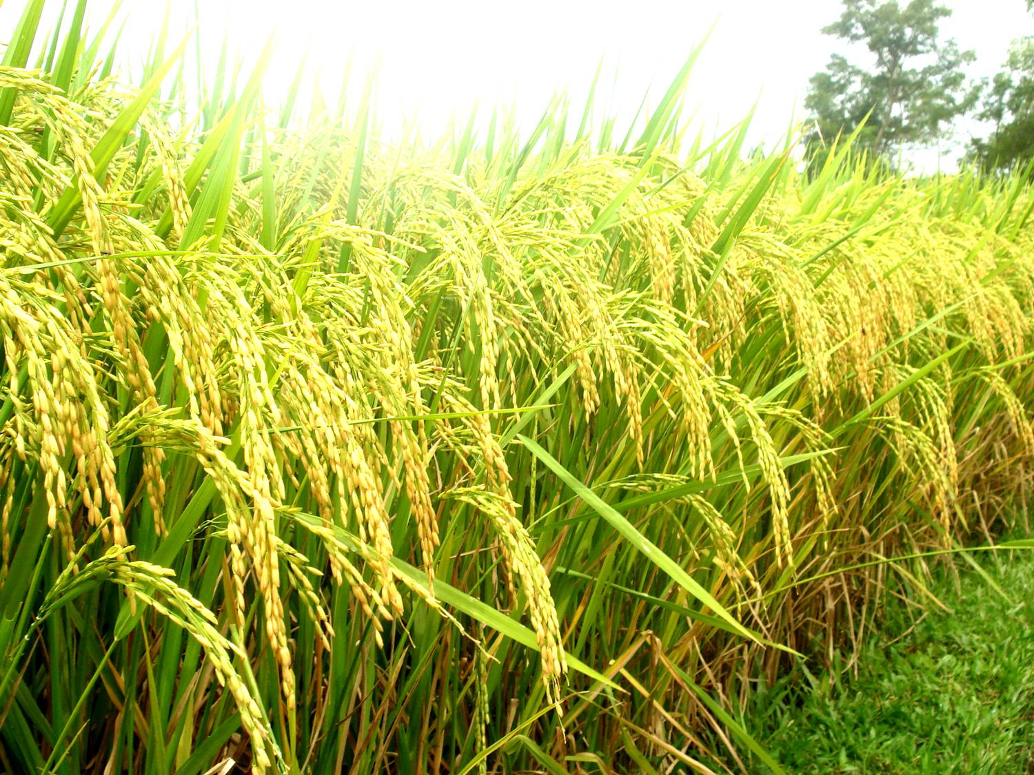 Huyện Tam Đảo, Vĩnh Phúc cũng đang tích cực nghiên cứu giống lúa mới cho năng suất cao