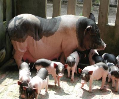 Lựa chọn kỹ càng về gia phả và ngoại hình để nâng cao năng suất sinh sản của lợn nái