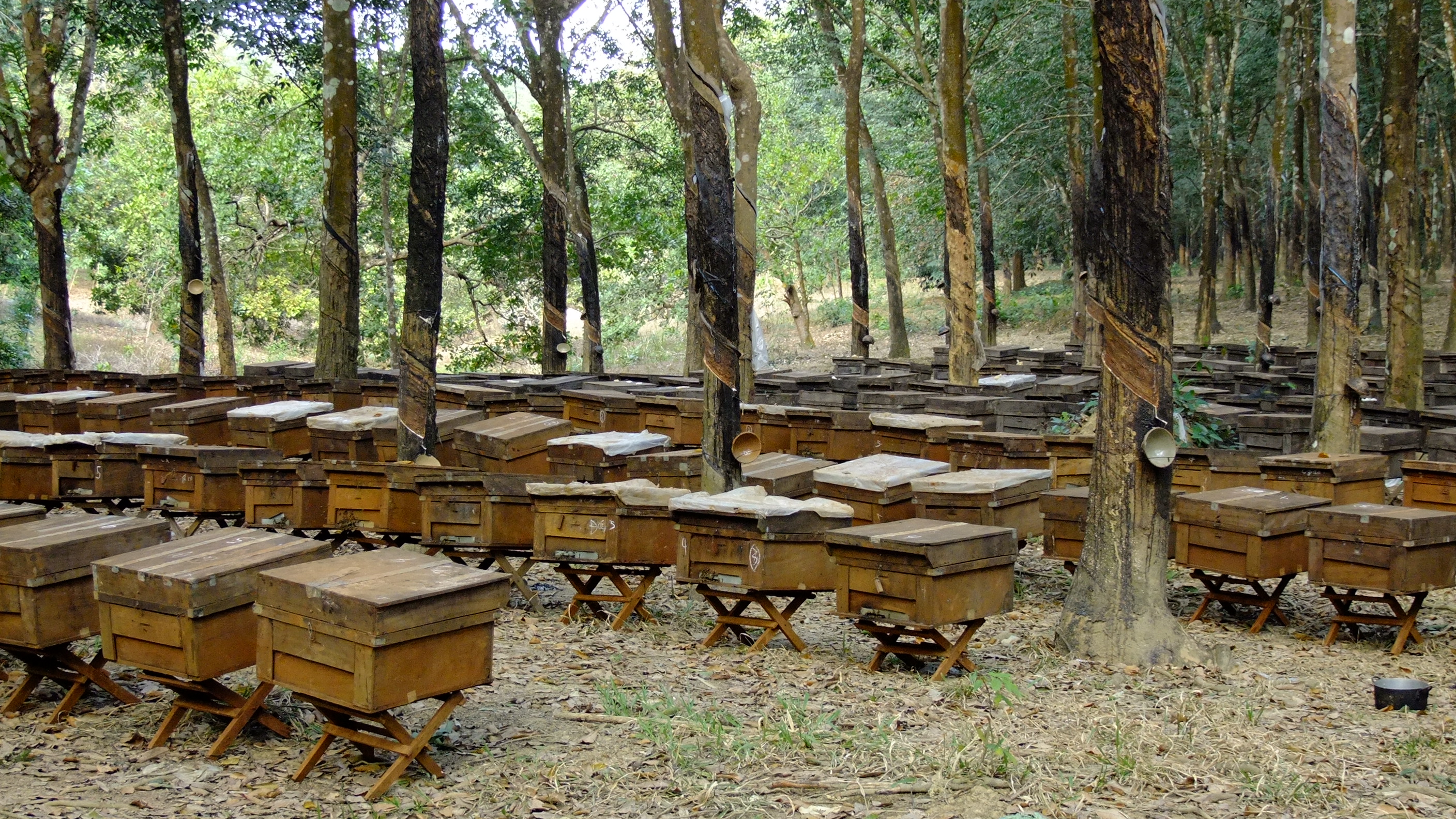 nhờ biết sử dụng sữa chua để trị bệnh cho ong nên sản lượng và chất lượng mật tăng lên