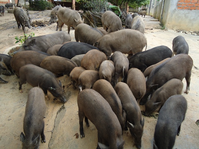 Chú ý về dinh dưỡng để chăn nuôi lợn rừng đạt năng suất cao