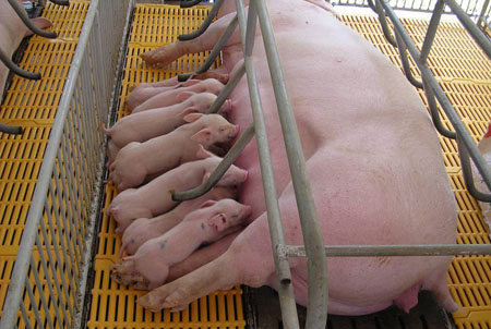 Có nhiều yếu tố tác động đến năng suất sinh sản của lợn nái như chế độ dinh dưỡng, phòng bệnh