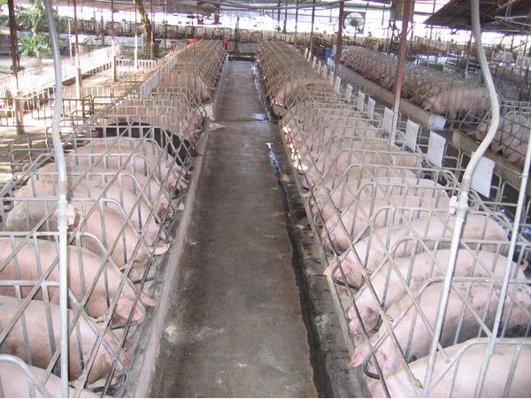 Bổ sung các chất dinh dưỡng như Crom, Betaine giúp tăng năng suất chăn nuôi lợn