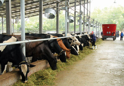 Bổ sung crom vào thức ăn, đảm bảo lượng nước là cách đơn giản giúp tăng năng suất bò sữa