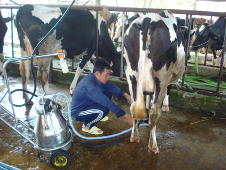 Đầu tư cơ giới hóa ngành chăn nuôi bò sữa để tăng năng suất chất lượng sữa bò