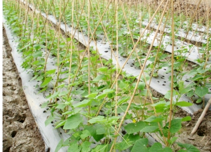 màng phủ nông nghiệp tăng khả năng bảo vệ cây trồng giúp cây sinh trưởng tốt cho năng suất cao hơn