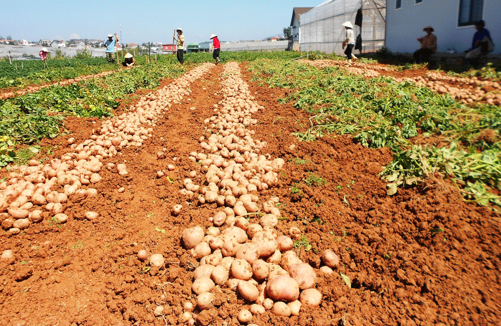 ICM giúp tăng năng suất khoai tây, nâng cao thu nhập cho bà con nông dân