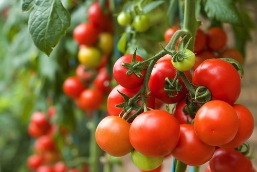 Công cụ di truyền giúp các nhà khoa học xác định giống cà chua có tiềm năng năng suất cao