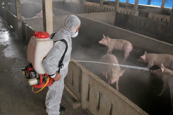 khử trùng chuồng trại vừa phòng bệnh cho lợn, qua đó đảm bảo năng suất