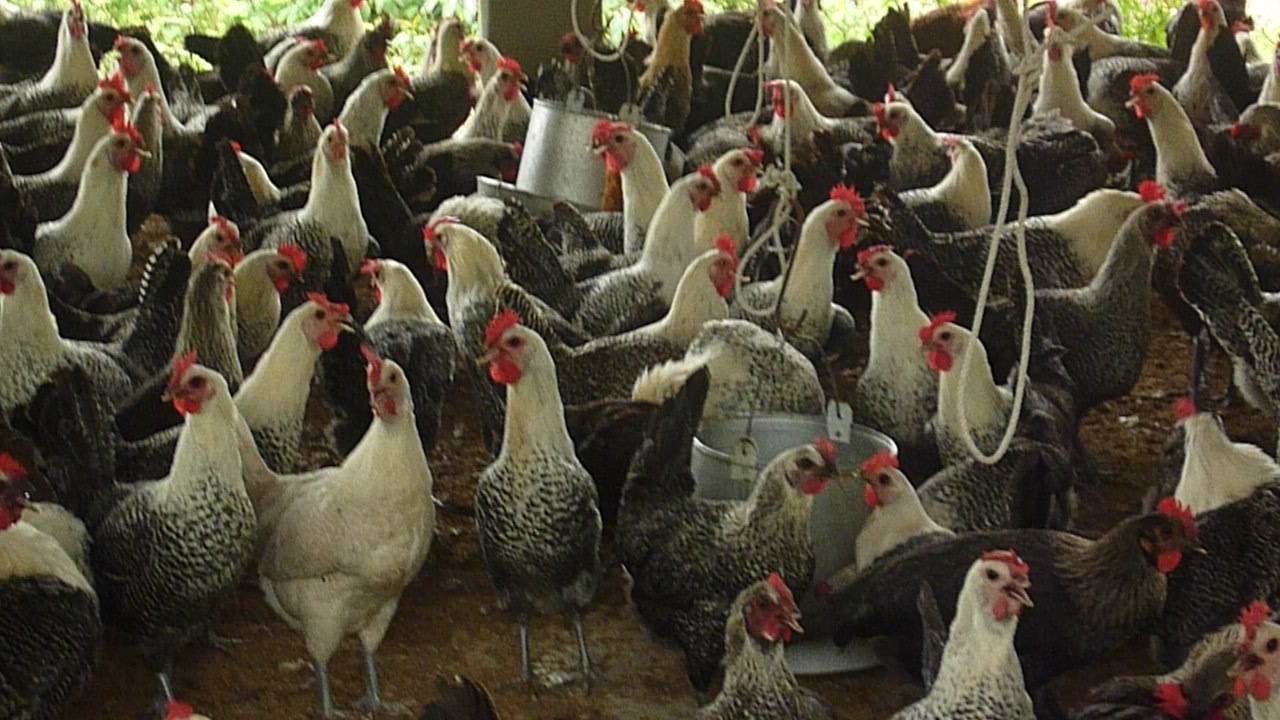 Giống gà Ai Cập siêu trứng là giống gà cho năng suất, lợi nhuận cao