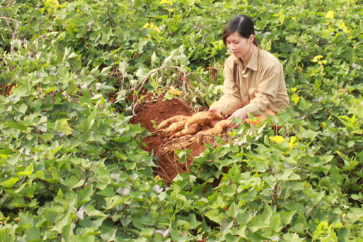 ăng suất và sản lượng khoai lang trên địa bàn huyện Tuy Đức (Đắk Nông) đã tăng mạnh so với trước đây.