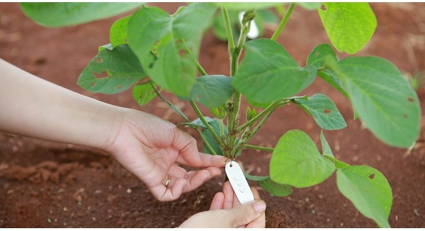 Chọn tạo giống mới – “chìa khóa” của nông nghiệp công nghệ cao