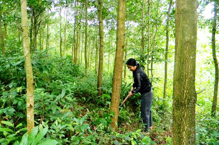 Cần phát triển rừng trồng kinh tế theo hướng nâng cao năng suất, chất lượng