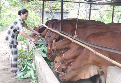 Dự án đã giúp các hộ gia đình nâng cao năng suất, chất lượng trong chăn nuôi bò sữa