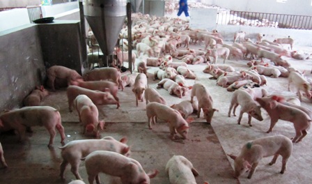 Giống vật nuôi ưu việt giúp ngành chăn nuôi tăng từ 10-50% năng suất sản phẩm