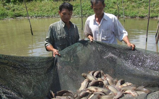 Mô hình nuôi cá trong ruộng có thể giúp bà con tăng thu nhập, cải thiện đời sống
