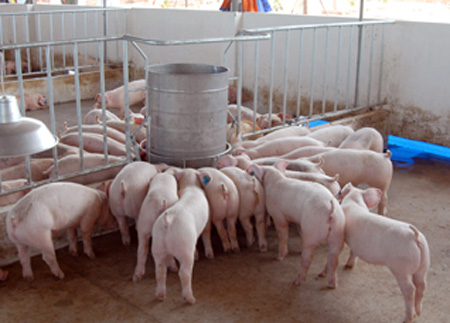 Enzim thức ăn gia súc làm tăng năng suất chất lượng ở thịt lợn