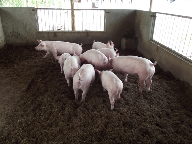 Đệm lót sinh học từ trấu và mùn cưa giúp lợn cho năng suất và chất lượng thịt tốt