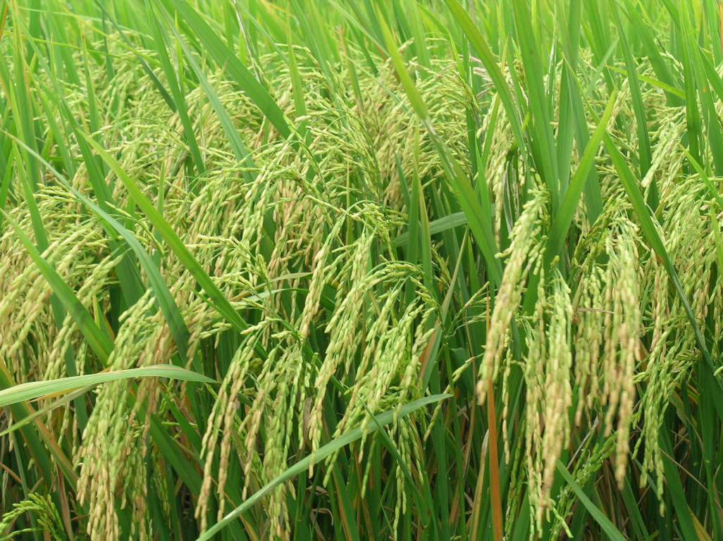 Việt Nam sẽ tự sản xuất được 70% lượng hạt giống lúa lai F1 cung cấp cho khoảng 650.000 ha sản xuất lúa lai hàng năm