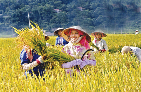 Bà con nông dân phấn khởi vì lúa cho năng suất cao