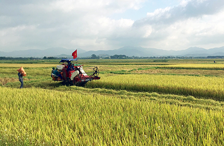 Nông dân TX Đông Triều thu hoạch giống lúa BC trên cánh đồng sản xuất tập trung.