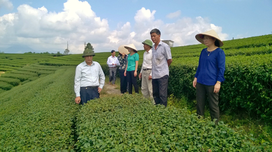 Huyện Hải Hà, tỉnh Quảng Ninh đang tích cực đưa những giống chè mới cho năng suất và chất lượng cao vào trồng và sản xuất.