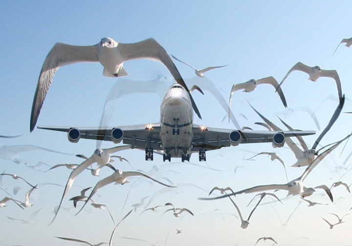 Đã có nhiều tai nạn hàng không thảm khốc xảy ra vì va chạm giữa ‘chim sắt’ và chim trời