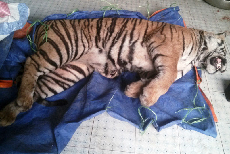 Con hổ đông lạnh được phát hiện tại nhà đối tượng buôn bán động vật hoang dã