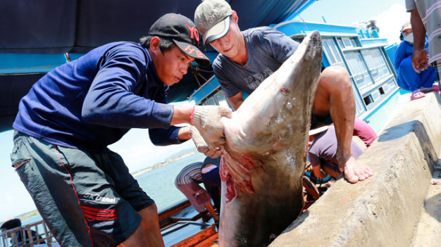 Nghề câu cá mập mang đến giá trị kinh tế cao nhưng sự nguy hiểm cũng 