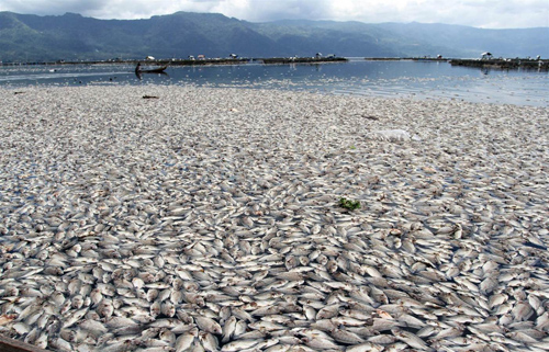 Nghiêm cấm người dân ăn cá chết hàng loạt