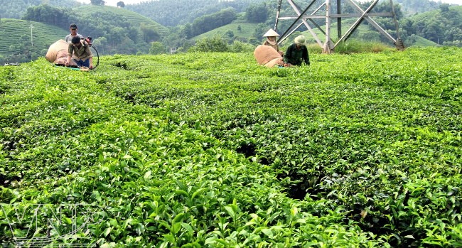 Tuyên Quang: Đẩy mạnh ứng dụng khoa học nâng cao chất lượng cây trồng
