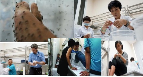 ‘Tiêm muỗi cho muỗi’: Ứng dụng lạ trong phòng chống sốt xuất huyết