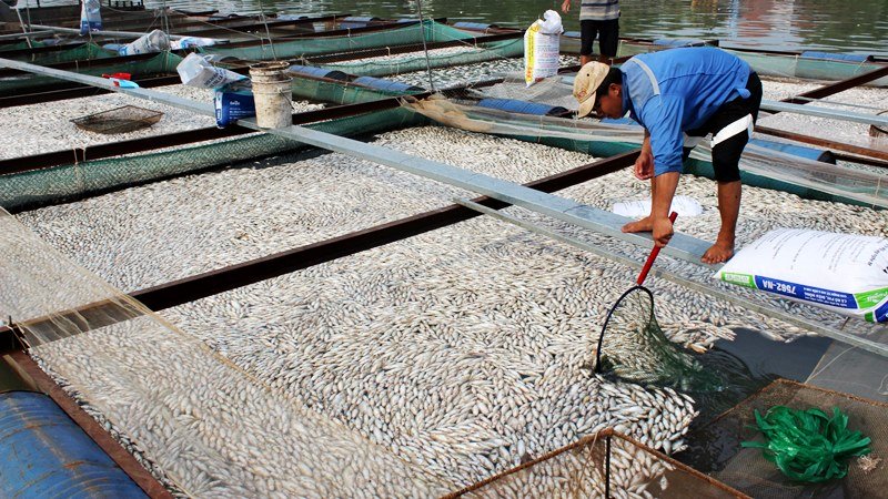 Phó Thủ tướng Hoàng Trung Hải yêu cầu báo cáo vụ 200 tấn cá chết tại Đồng Nai