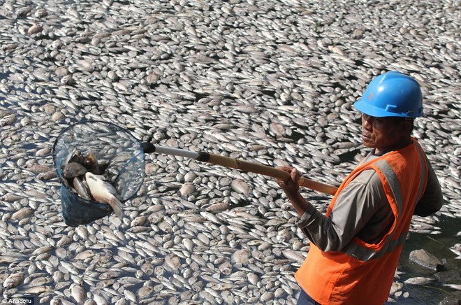 Cấm kinh doanh cá chết bất thường dọc ven biển từ Hà Tĩnh đến Thừa Thiên – Huế
