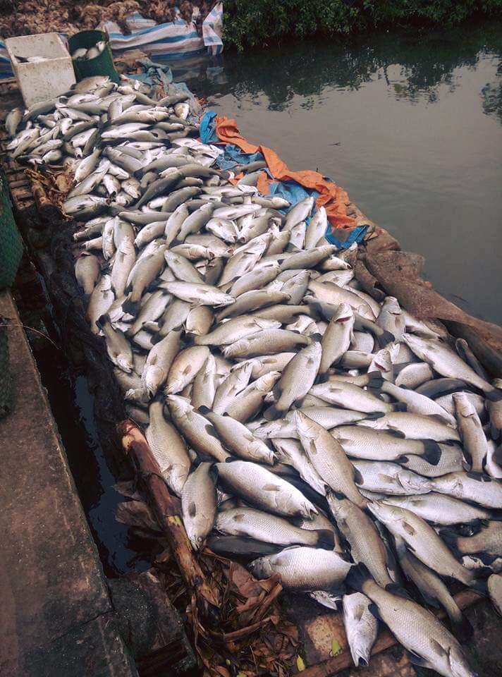 Cá vược Thái Bình chết cóng ngày càng nhiều