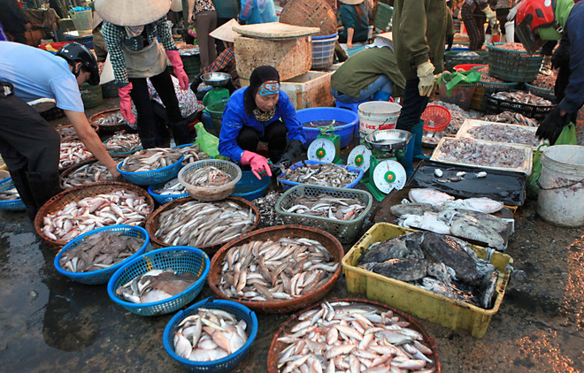 Hà Tĩnh: Cá tại chợ có hàm lượng kim loại nặng ‘an toàn’