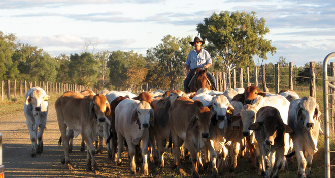 Nghi bò bị ngược đãi, Australia cấm xuất khẩu cho DN Việt Nam