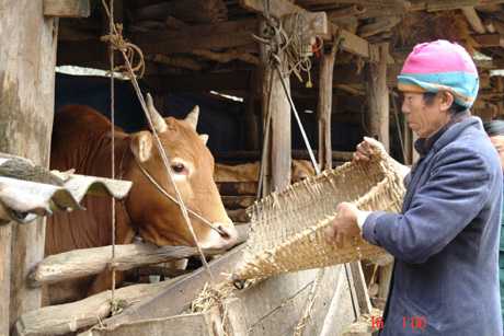 Hà Giang: Ứng dụng kỹ thuật vào nông nghiệp cho hiệu quả kinh tế cao