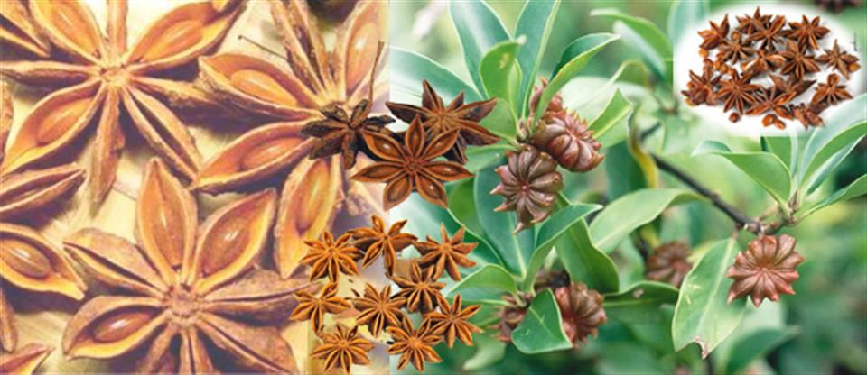 Cải tạo c&acirc;y hồi gi&agrave; cỗi, người d&acirc;n xứ Lạng bỏ t&uacute;i tiền tỷ