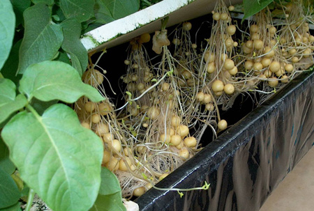 Thái Bình: Trồng khoai tây trong… không khí, ‘đẻ’ nhiều củ