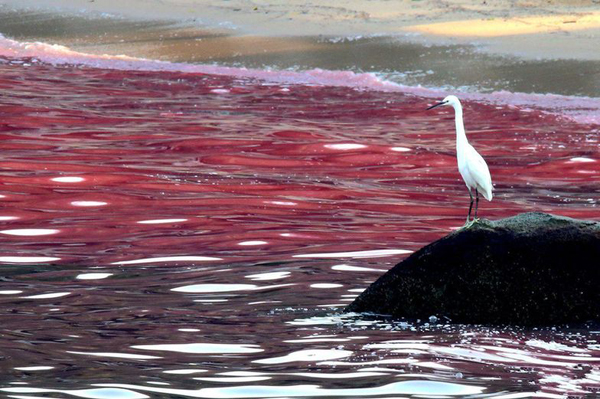 ‘Thủy triều đỏ’ và mối liên quan với cá chết bất thường