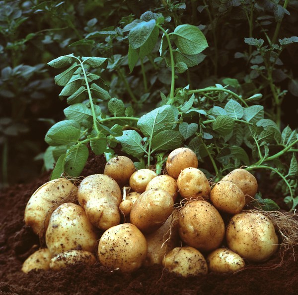 Mới lạ trồng khoai tây bằng hạt cho năng suất gấp 3 lần
