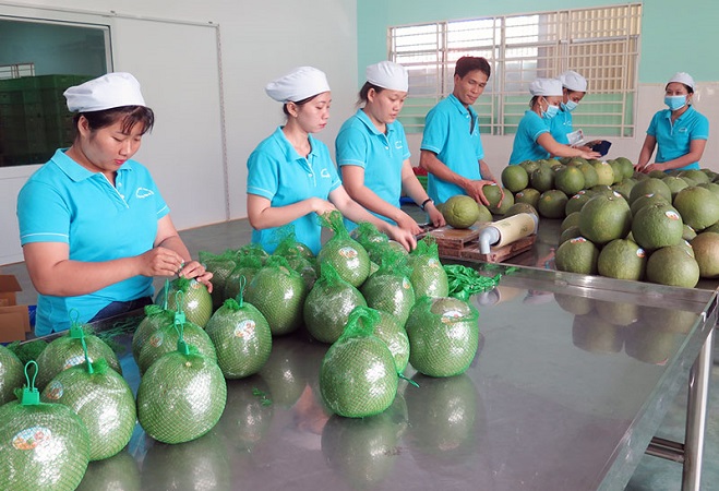 Ngày càng nhiều nông sản Việt ‘xuất ngoại’