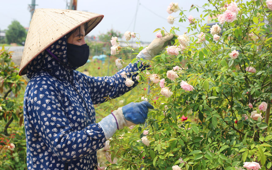 Hà Nội: Cho phép sử dụng địa danh để đăng ký bảo hộ nhãn hiệu tập thể