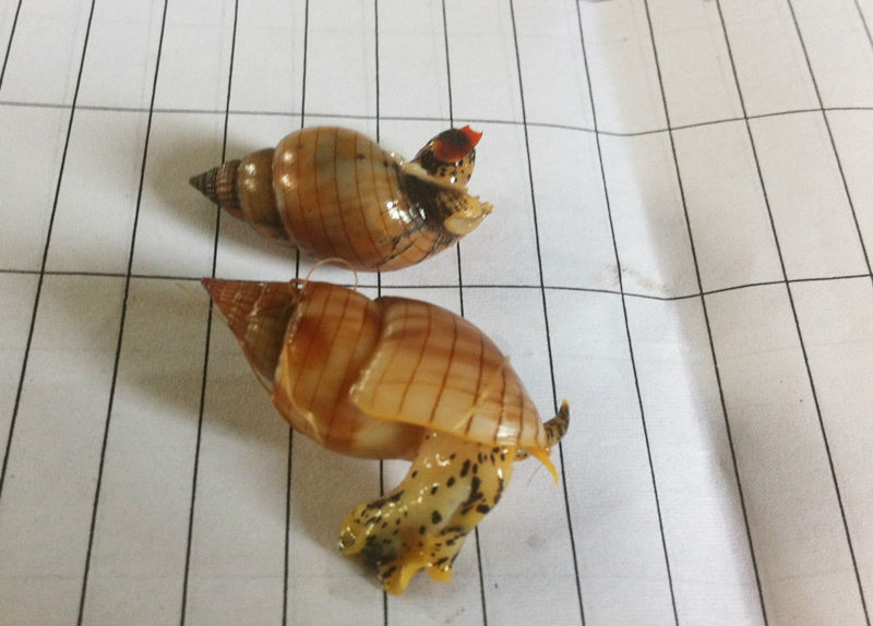 Loài ốc bùn bóng từng gây ra vụ ngộ độc thực phẩm nghiêm trọng khiến 3 người tử vong ở Thanh Hóa hồi đầu năm 2015
