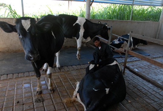 Không minh bạch trong sữa tươi và sữa hoàn nguyên dẫn tới người dân phải đổ bỏ sữa bò