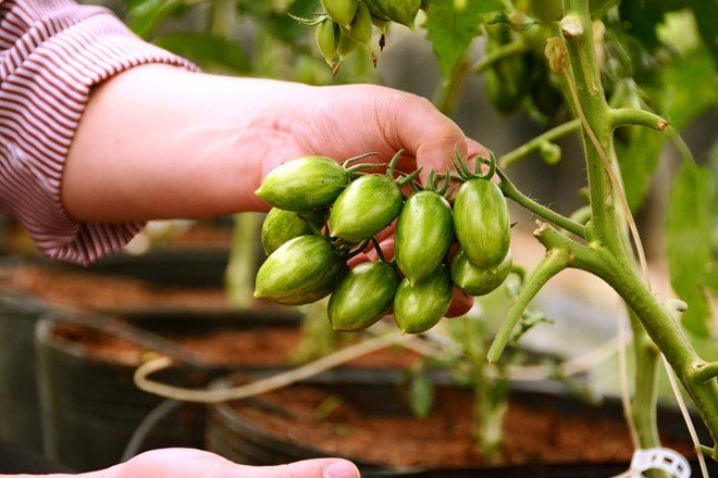 Giá các loại cà chua Đà Lạt trồng theo ứng dụng công nghệ cao đang ở mức 150.000-180.000 đồng/kg