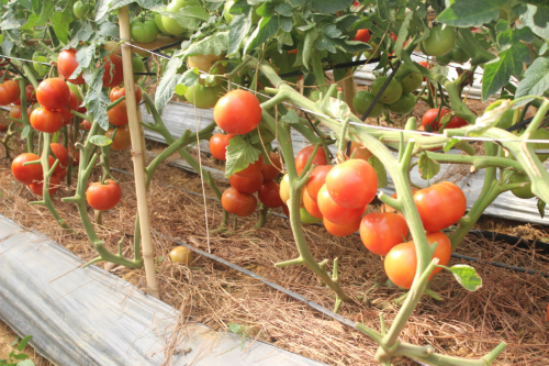 So với cùng kỳ năm trước, giá cà chua Đà Lạt sau Tết Bính Thân 2016 năm nay đang cao hơn gấp 5 lần
