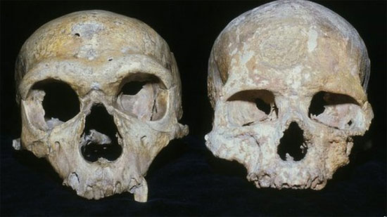 Hộp sọ của người nguyên thủy Neanderthal (trái) và hộp sọ của người hiện đại (phải) - tổ tiên của chúng ta